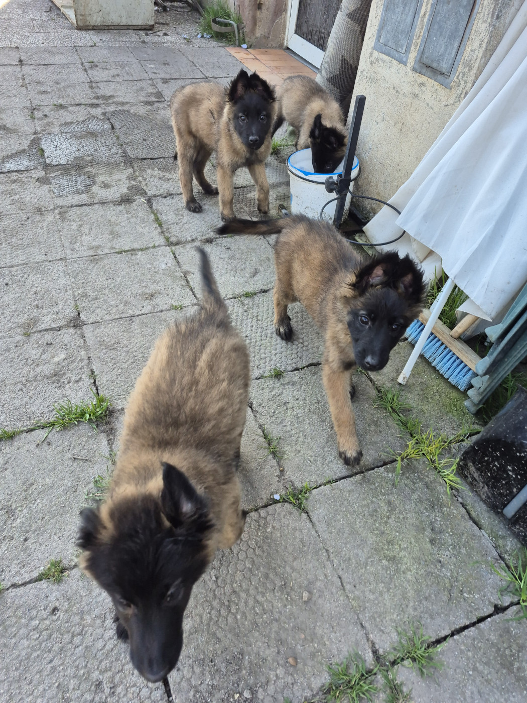 Chiot Berger Belge Scheperd Of Love