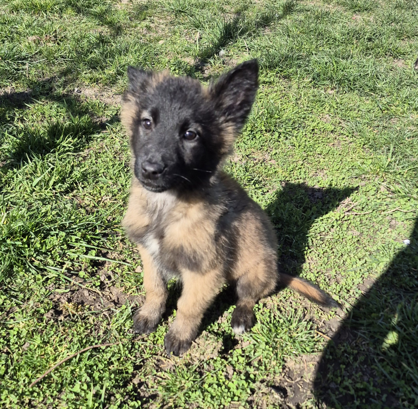 Scheperd Of Love - Chiots disponibles - Berger Belge