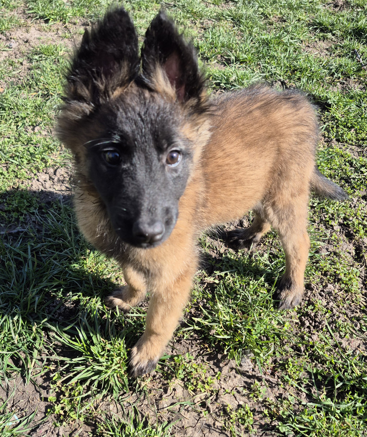 Scheperd Of Love - Chiots disponibles - Berger Belge