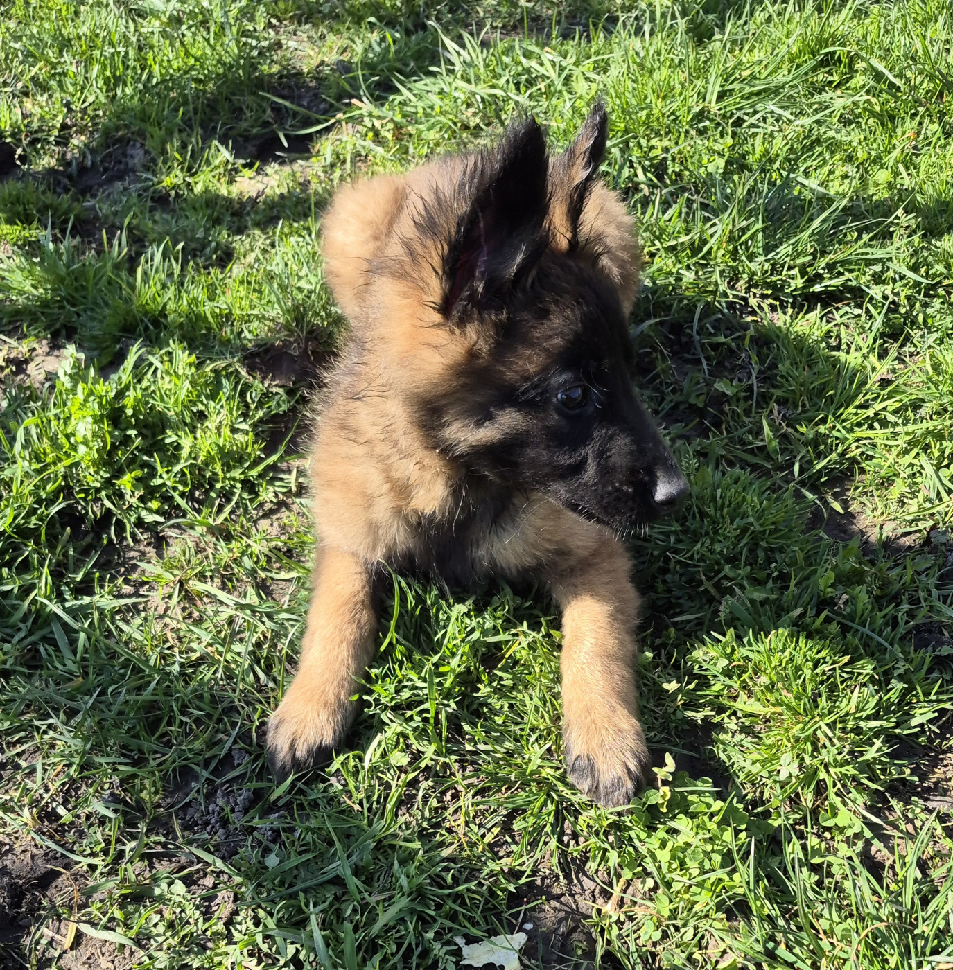 Scheperd Of Love - Chiots disponibles - Berger Belge