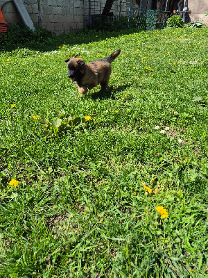 CHIOT 2