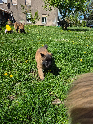 CHIOT 1