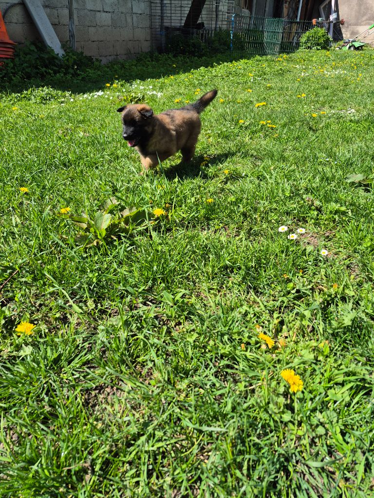 Scheperd Of Love - Chiots disponibles - Berger Belge